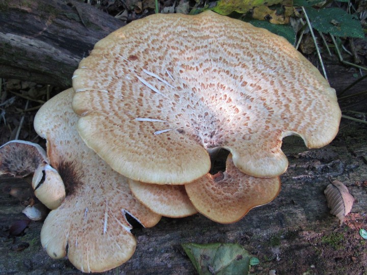 Pheasantback Mushroom